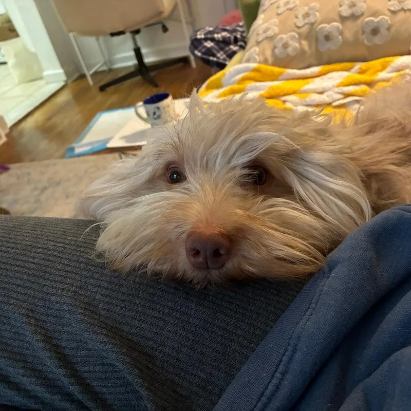 A young medium-sized male White / Cream Havanese dog named Rowan for adoption in Brooklyn, NY