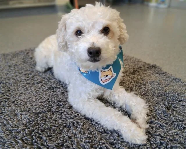 An adult small-sized male Maltese dog named Boy for adoption in Tustin, CA