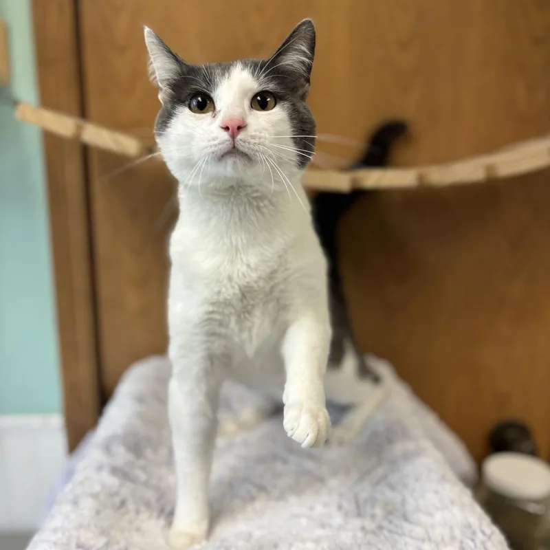 A young large-sized male Gray / Blue / Silver Domestic Short Hair cat named Dasani for adoption in Fargo, ND