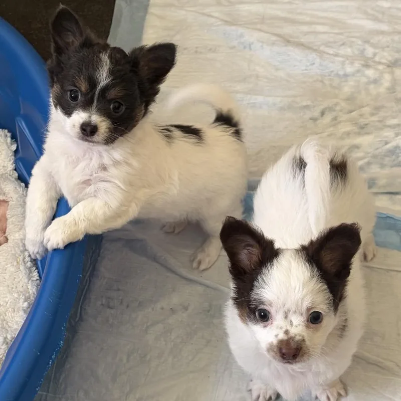 A baby small-sized male White / Cream Chihuahua dog named Waylon for adoption in Newberg, OR