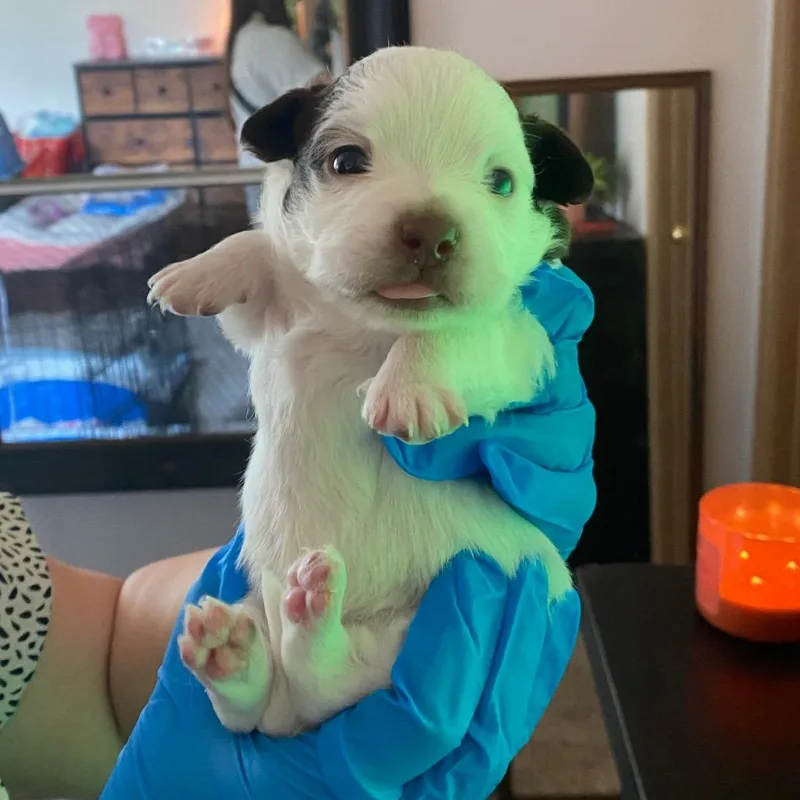 Waylon thumbnail 3