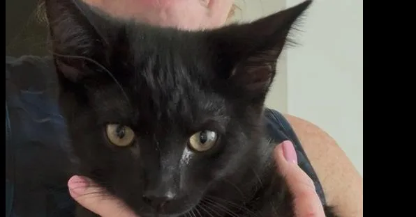 A baby small-sized male Black Domestic Short Hair cat named Shiloh for adoption in Virginia Beach, VA