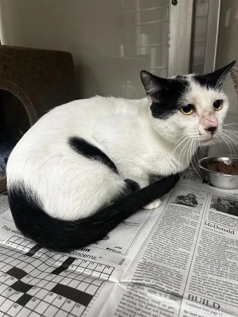 A young small-sized male Domestic Short Hair cat named Jelly Beans for adoption in San Antonio, TX