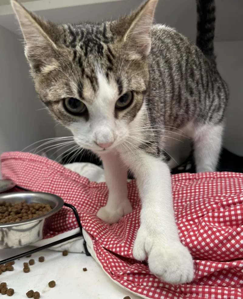 A baby medium-sized male Tabby (Brown / Chocolate) Domestic Short Hair cat named Frog for adoption in Manassas, VA