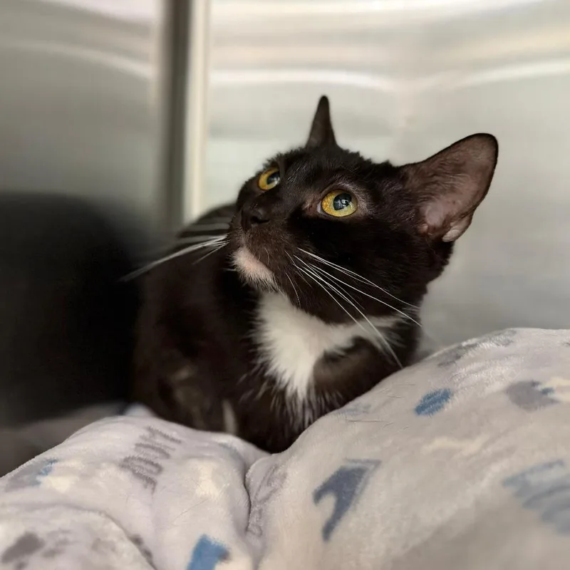 An adult medium-sized female Black Domestic Short Hair cat named Stellah for adoption in Marshall, VA