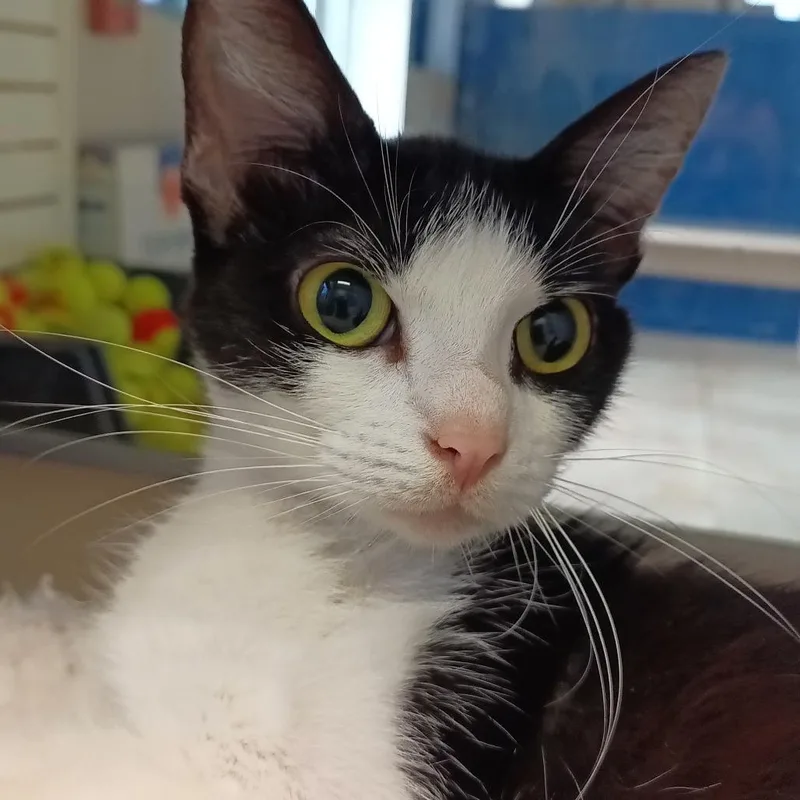 A young medium-sized female Black Domestic Short Hair cat named Bingo for adoption in Galveston, TX
