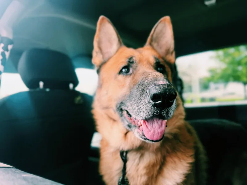 A senior large-sized male German Shepherd Dog dog named Ruger for adoption in Akron, OH