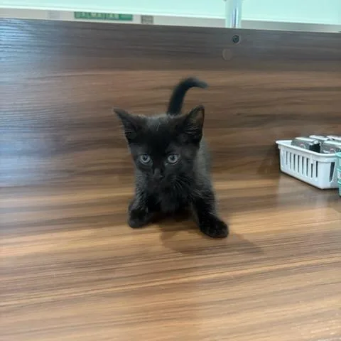 A baby small-sized male American Shorthair cat named Asado Steak for adoption in Livingston, TX