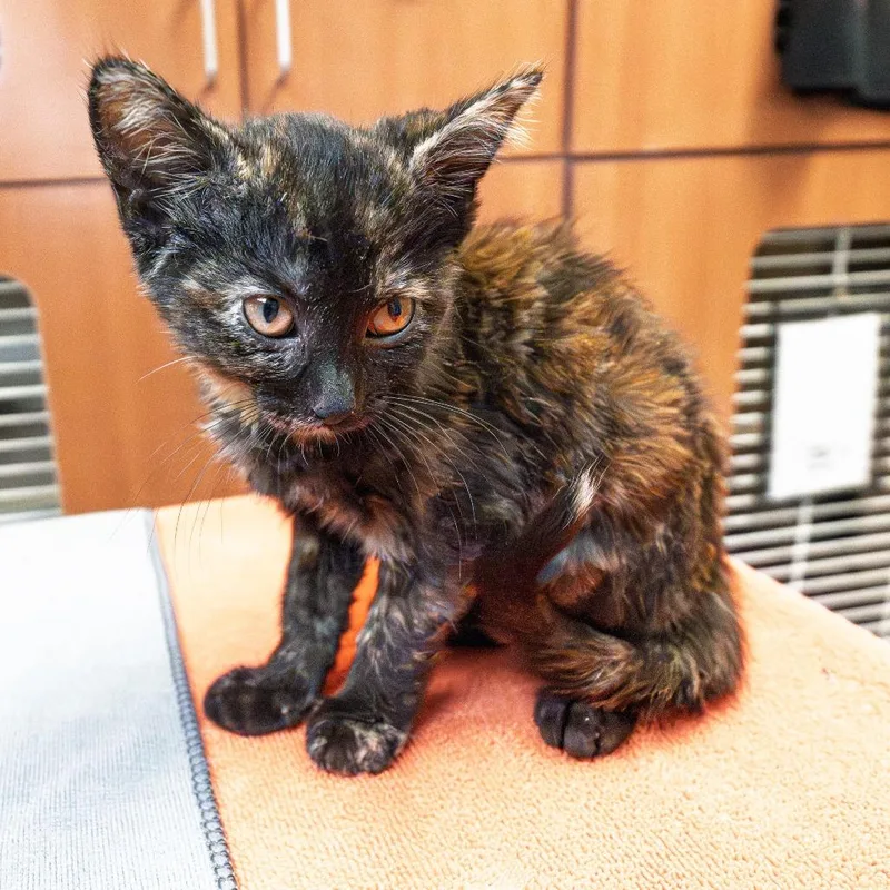 A baby small-sized female Black Domestic Short Hair cat named The Scrambler for adoption in South Elgin, IL