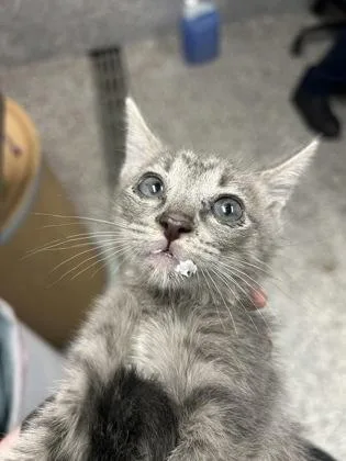 A baby small-sized female Domestic Short Hair cat named Dizzy for adoption in West Chester, PA
