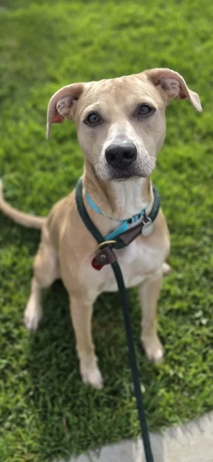 An adult medium-sized female Terrier dog named Pualei for adoption in Honolulu, HI