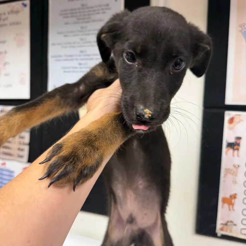 A baby small-sized male Shepherd dog named Lentil for adoption in Parrish, AL
