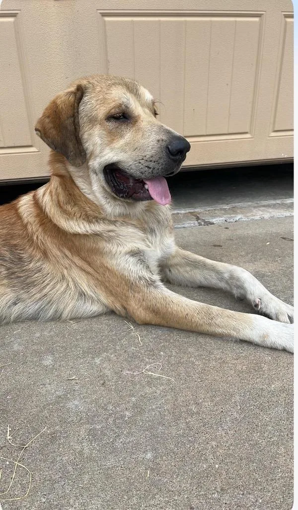 A young large-sized male Anatolian Shepherd dog named Duke for adoption in Claremore, OK