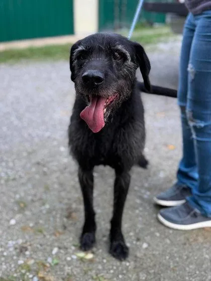 A senior medium-sized male Black Mixed Breed dog named Pappy Mitch for adoption in Leitchfield, KY