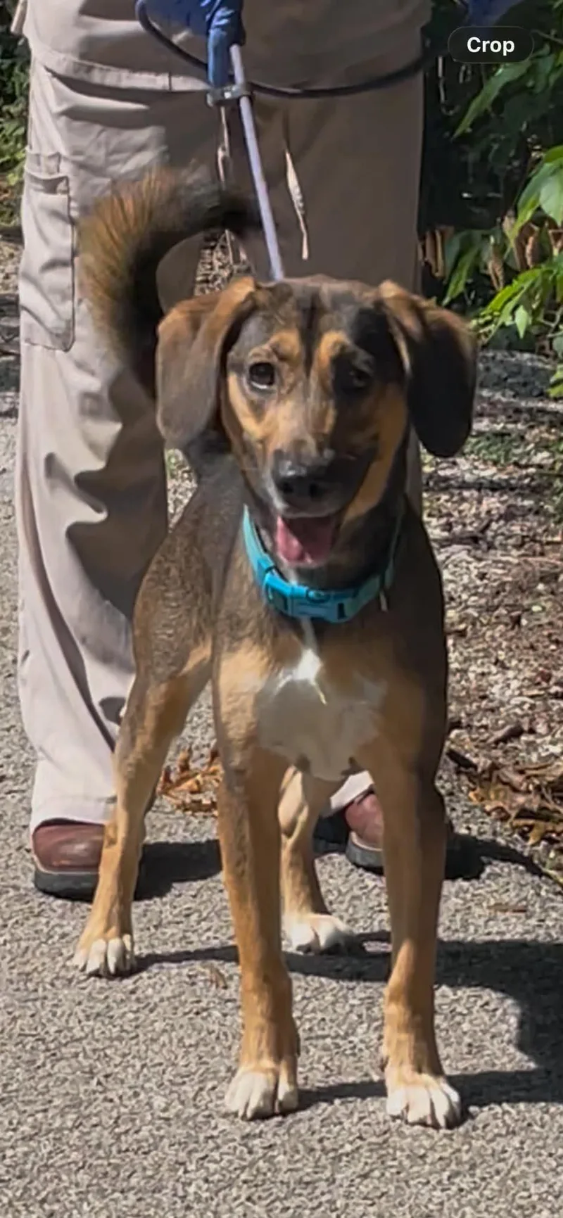 An adult medium-sized male Beagle dog named Harley for adoption in Frenchburg, KY