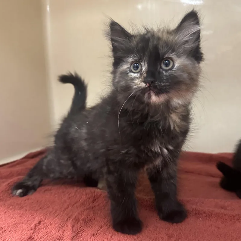 A baby medium-sized female Tortoiseshell Domestic Long Hair cat named Piseco for adoption in Cooperstown, NY