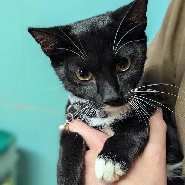 Primrose thumbnail 2