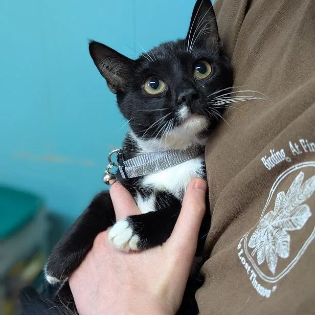 Primrose thumbnail 3