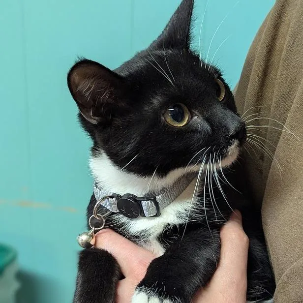 Primrose thumbnail 4