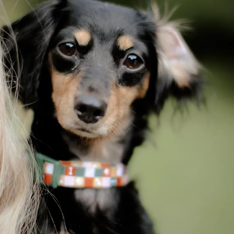A young small-sized female Black Dachshund (Miniature Long Haired) dog named Vega for adoption in Georgetown, KY