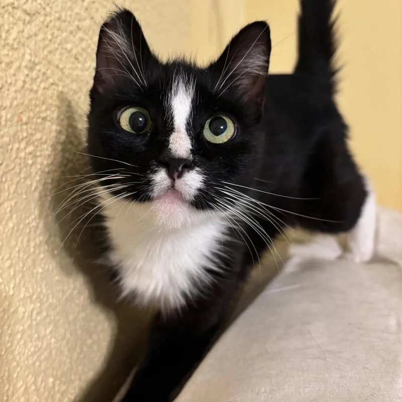An adult medium-sized female Black Domestic Short Hair cat named Sami for adoption in Los Angeles, CA