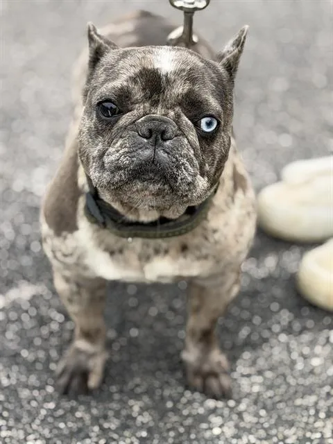 A baby small-sized female French Bulldog dog named Truffles for adoption in Canfield, OH