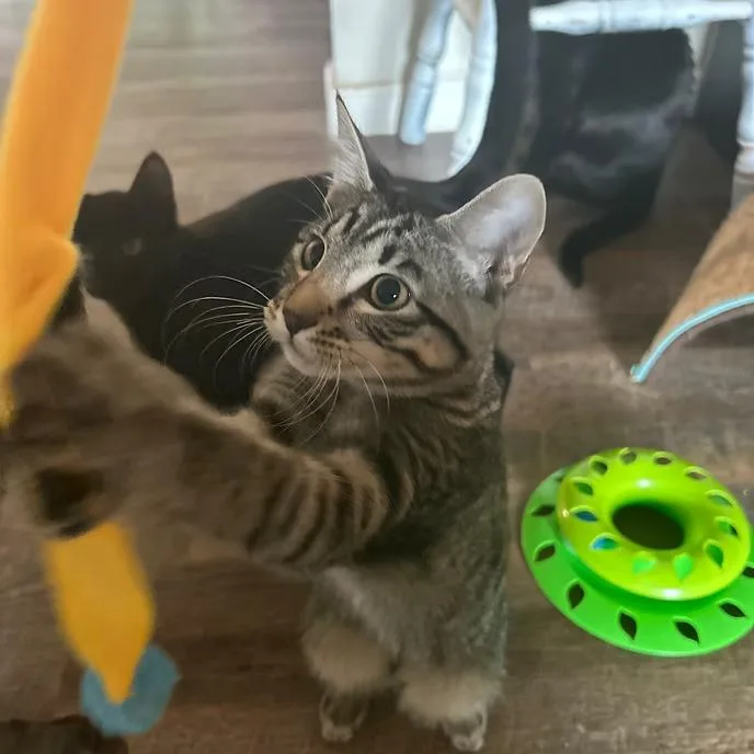 An adult large-sized male Tabby (Gray / Blue / Silver) Domestic Short Hair cat named Fig for adoption in Merced, CA