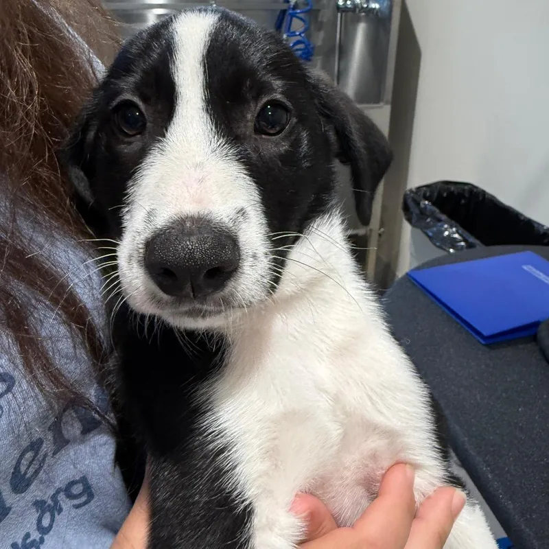 A baby medium-sized male Hound dog named Jed for adoption in Cumming, GA
