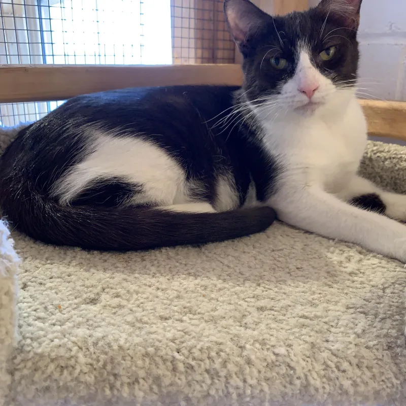 A young medium-sized male Brown / Chocolate Domestic Short Hair cat named Wonka for adoption in Saint Charles, MO