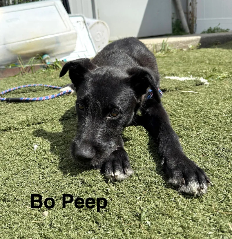 A baby medium-sized female Terrier dog named Bo Peep for adoption in GILBERTS, IL