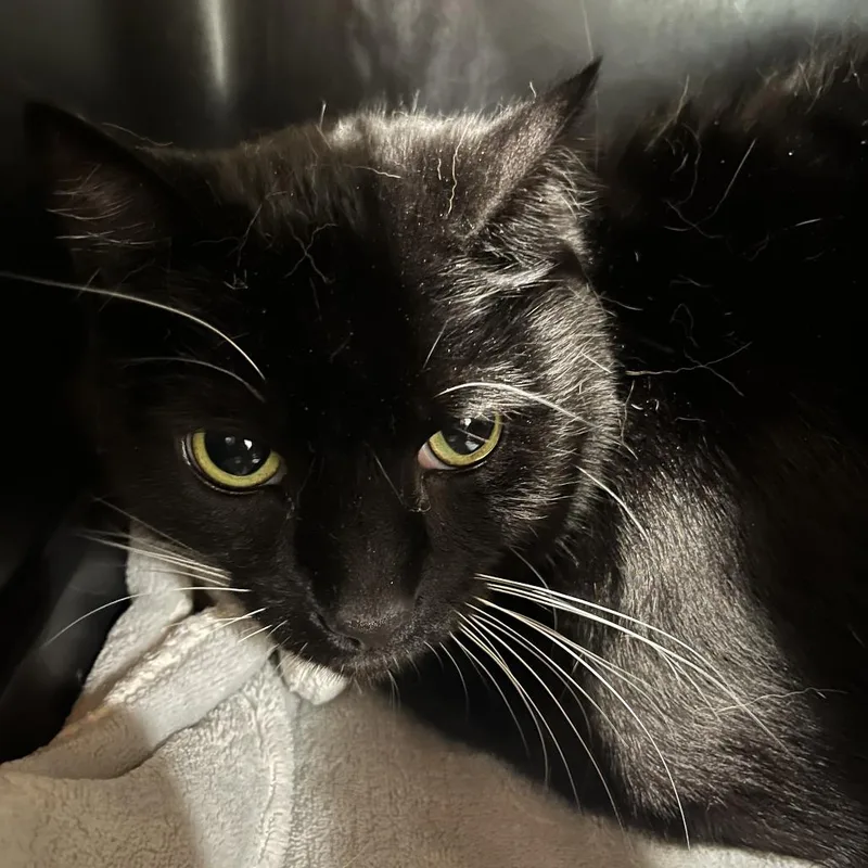 An adult large-sized male Black Domestic Short Hair cat named Vegeta for adoption in Oak Park, IL