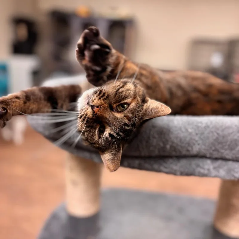 Thumbelina thumbnail 2