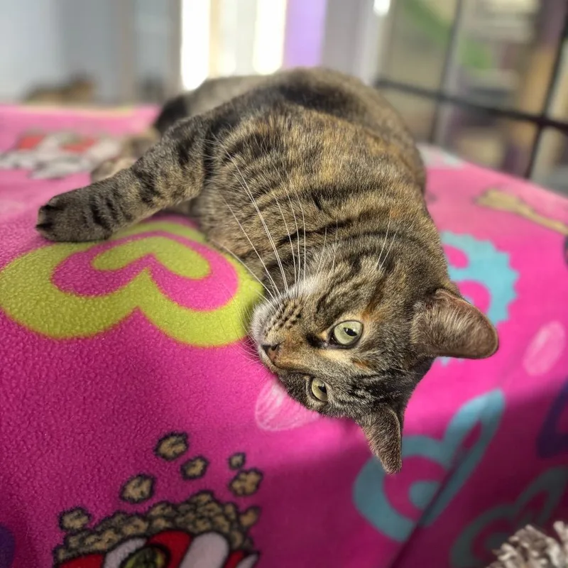 Thumbelina thumbnail 3