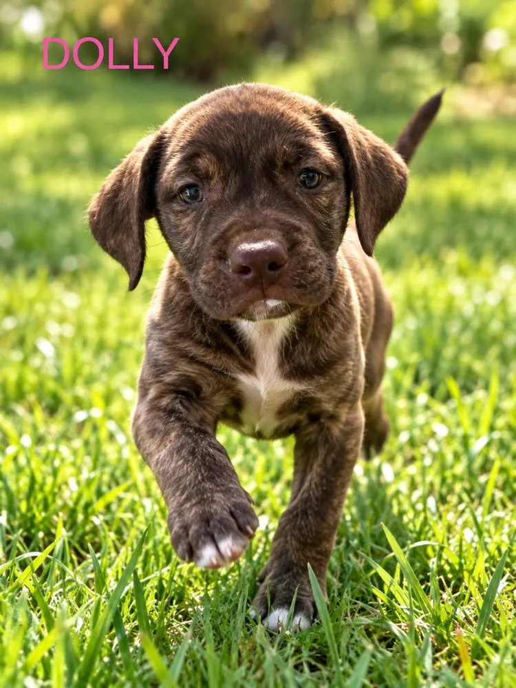 A baby medium-sized female Pit Bull Terrier dog named Dolly for adoption in Jefferson Hills, PA