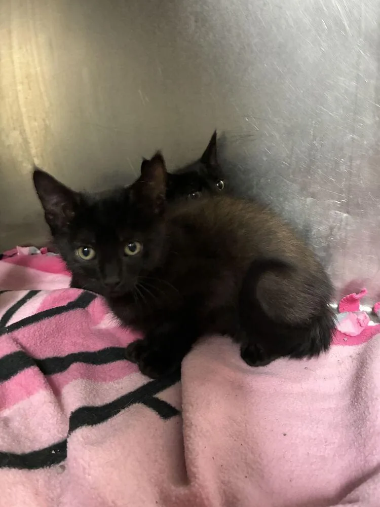 A baby small-sized male Black Domestic Short Hair cat named Yoshi for adoption in Marietta, GA