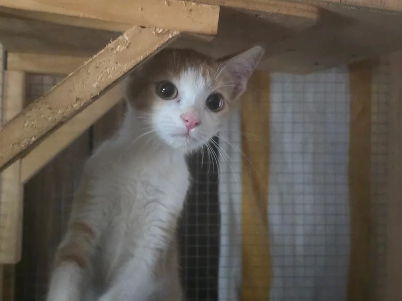 Pumpkin King thumbnail 2