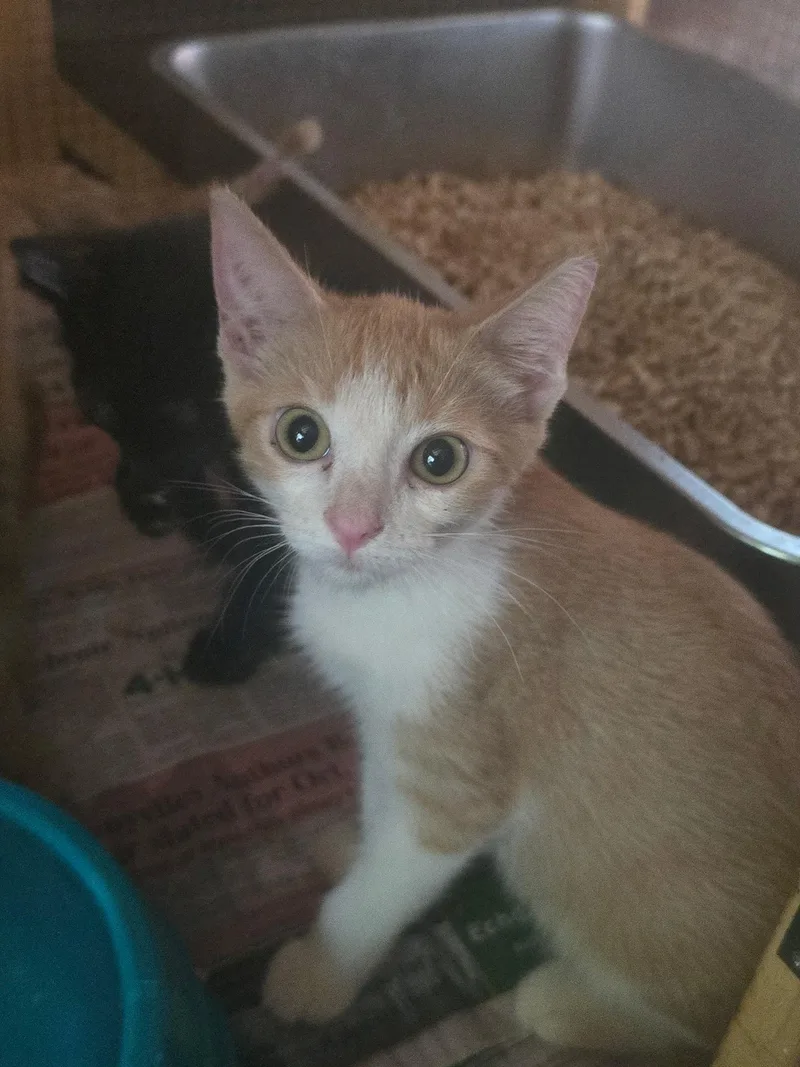 Pumpkin King thumbnail 3