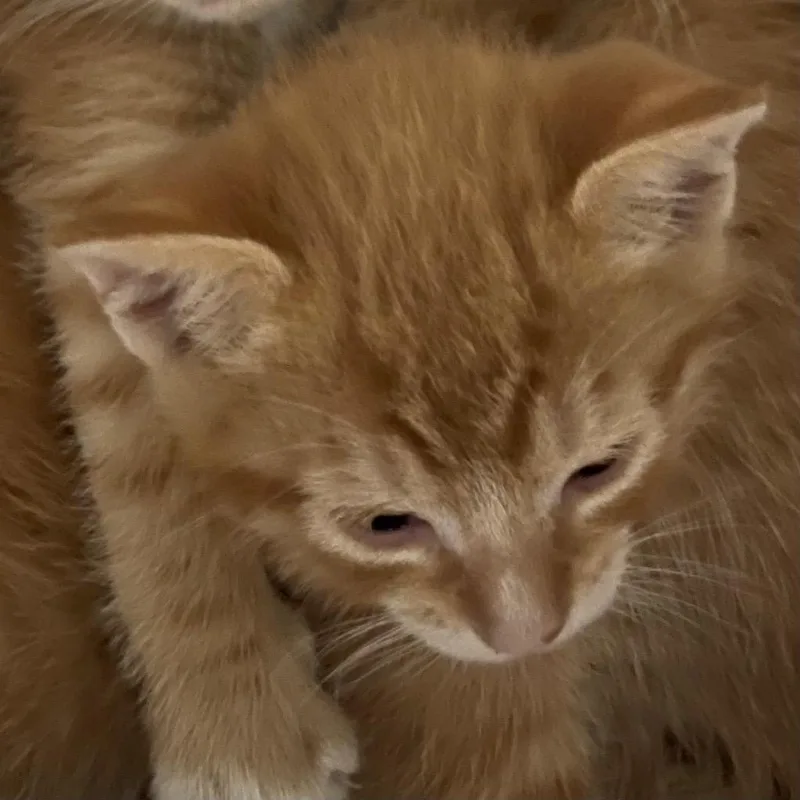 A baby small-sized male Domestic Short Hair cat named Manny for adoption in Henderson, NC