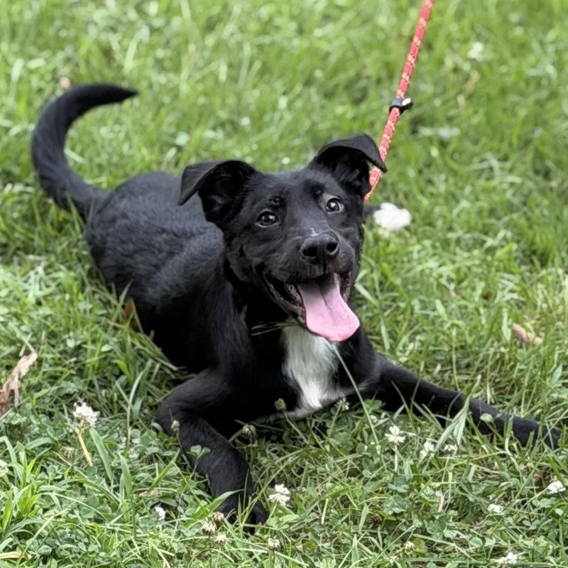 A baby medium-sized male Black Labrador Retriever dog named Ben for adoption in Locust Fork, AL