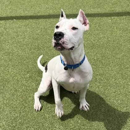 An adult large-sized female Pit Bull Terrier dog named Vanilla for adoption in Bellevue, WA