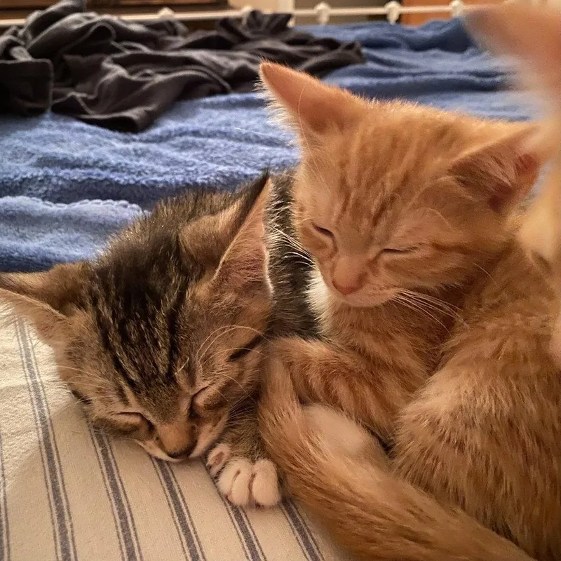 A baby medium-sized male Domestic Short Hair cat named Odwalla for adoption in Candler, NC