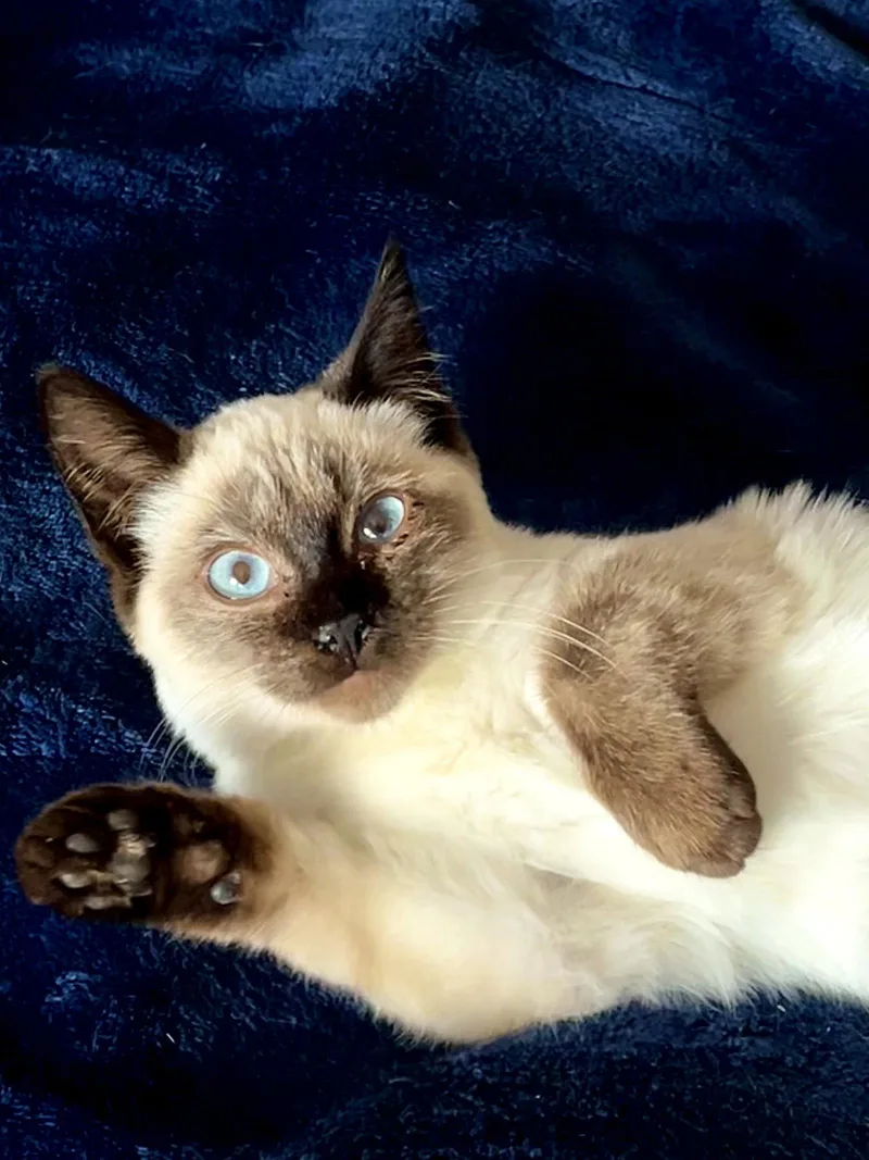 A baby medium-sized female Domestic Short Hair cat named Alika for adoption in Fremont, CA