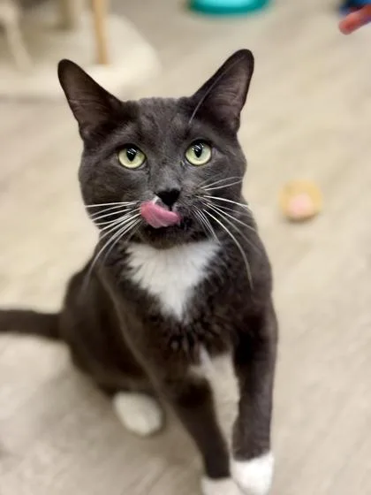 Lee Marvin thumbnail 2