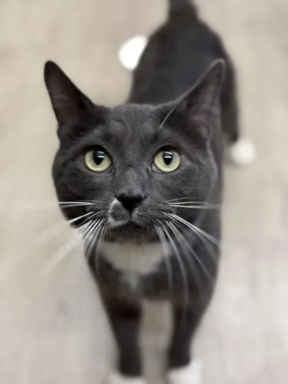 An adult medium-sized male Gray & White Domestic Short Hair cat named Lee Marvin for adoption in Downers Grove, IL