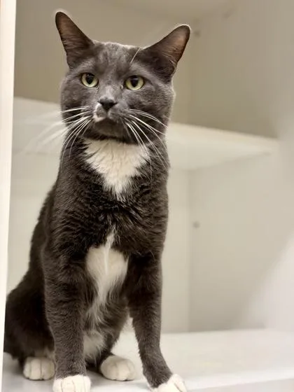 Lee Marvin thumbnail 3