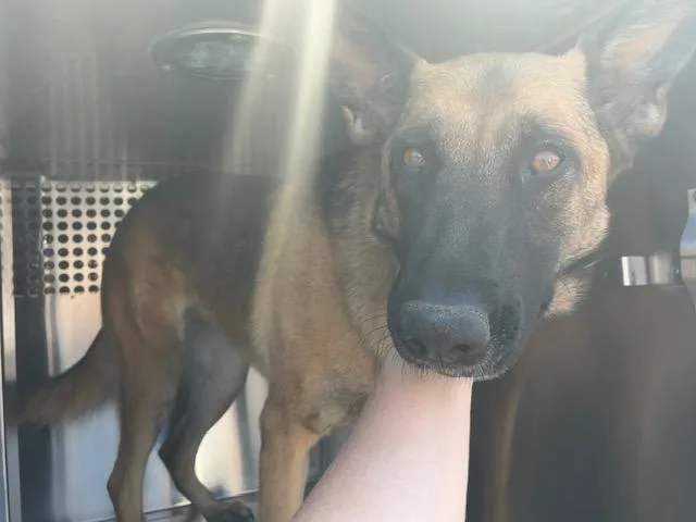 An adult large-sized female German Shepherd Dog dog named Selma for adoption in Mesa, AZ
