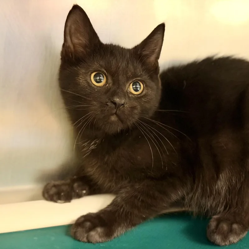 A baby medium-sized male Black Domestic Short Hair cat named Fudge for adoption in Jackson, NJ