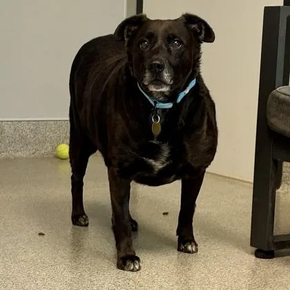 A senior large-sized female Black Mixed Breed dog named Bella for adoption in Lansing, MI