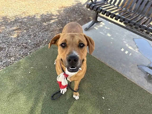 A young large-sized male Pit Bull Terrier dog named Paolo for adoption in Phoenix, AZ