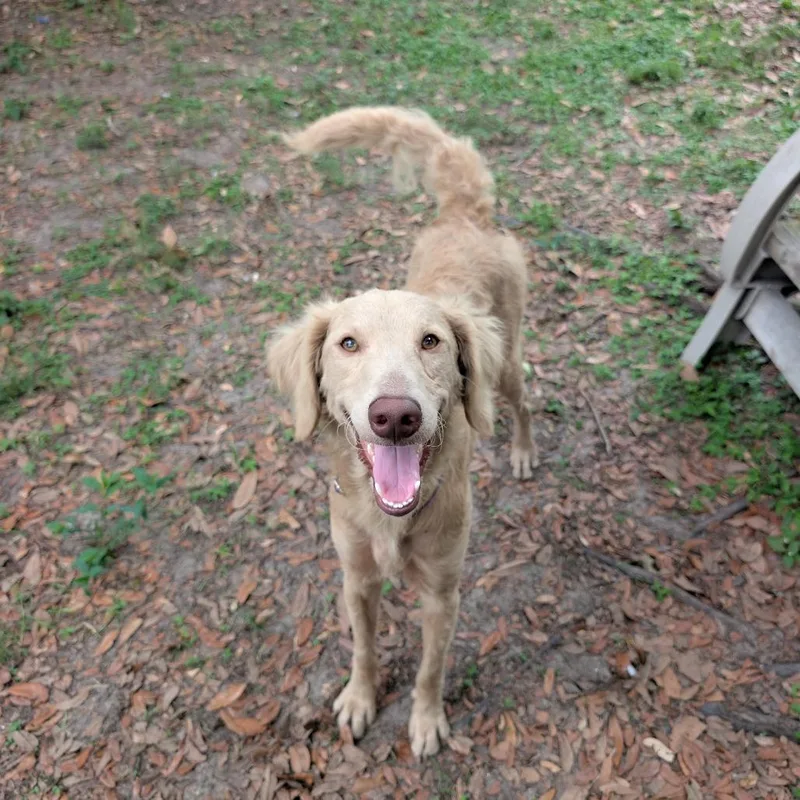 A young medium-sized male Golden Retriever dog named Suss for adoption in Lakeland, FL